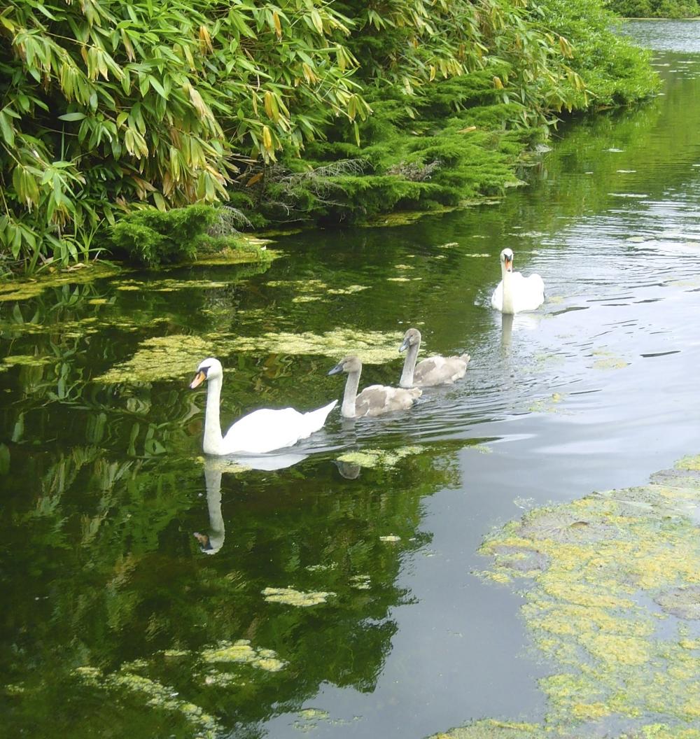 Swans on Lake At Stourhead