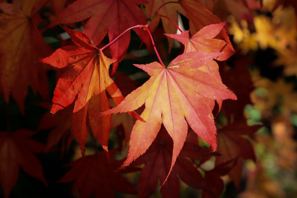 Leaf Colour
